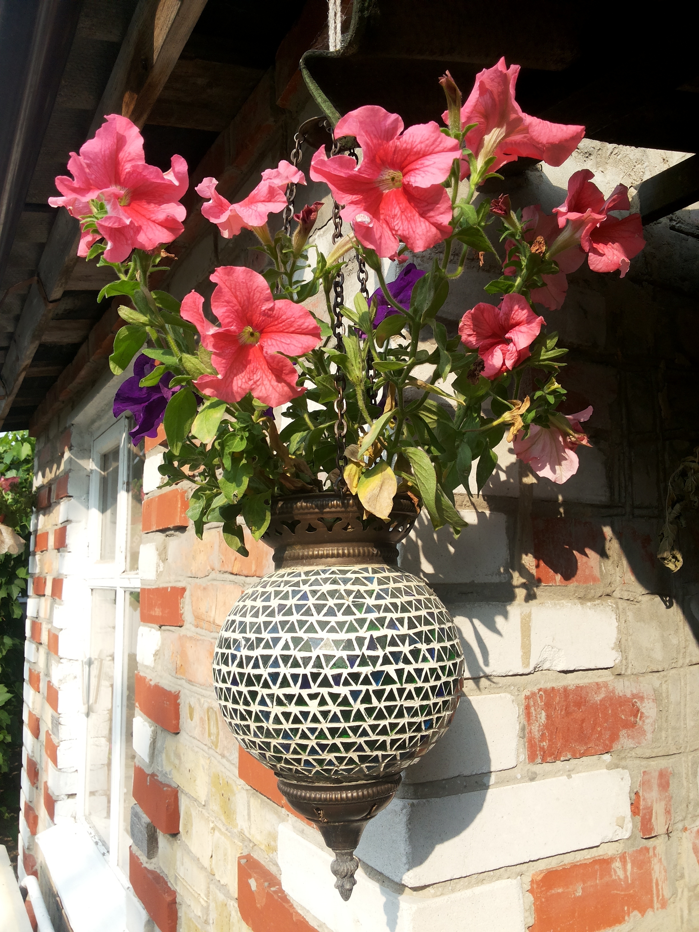 Как улучшить декоративные свойства петунии