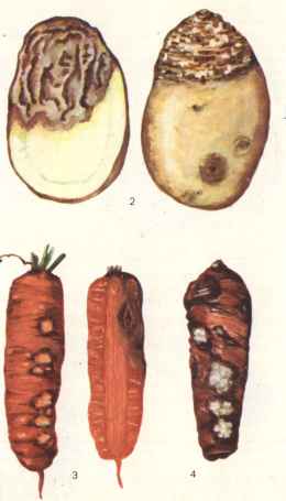 Гниль корнеплодов