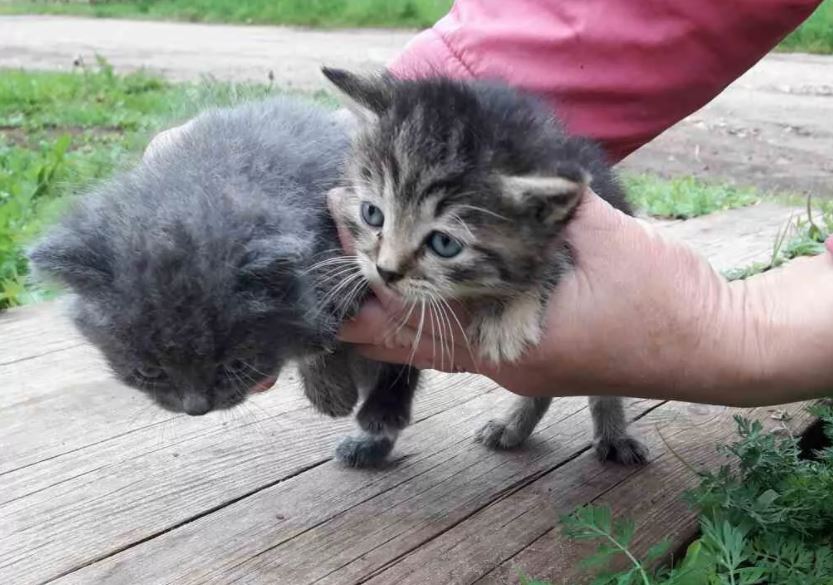 Как ухаживать за найденным котенком?