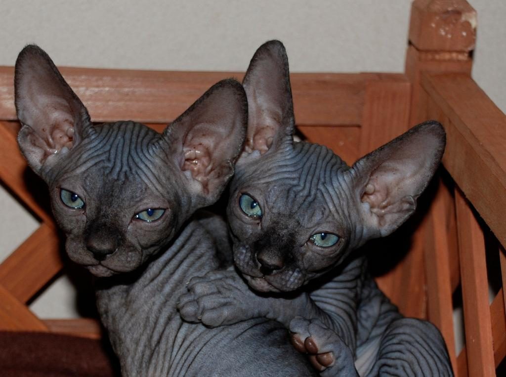 Особенности характера сфинксов