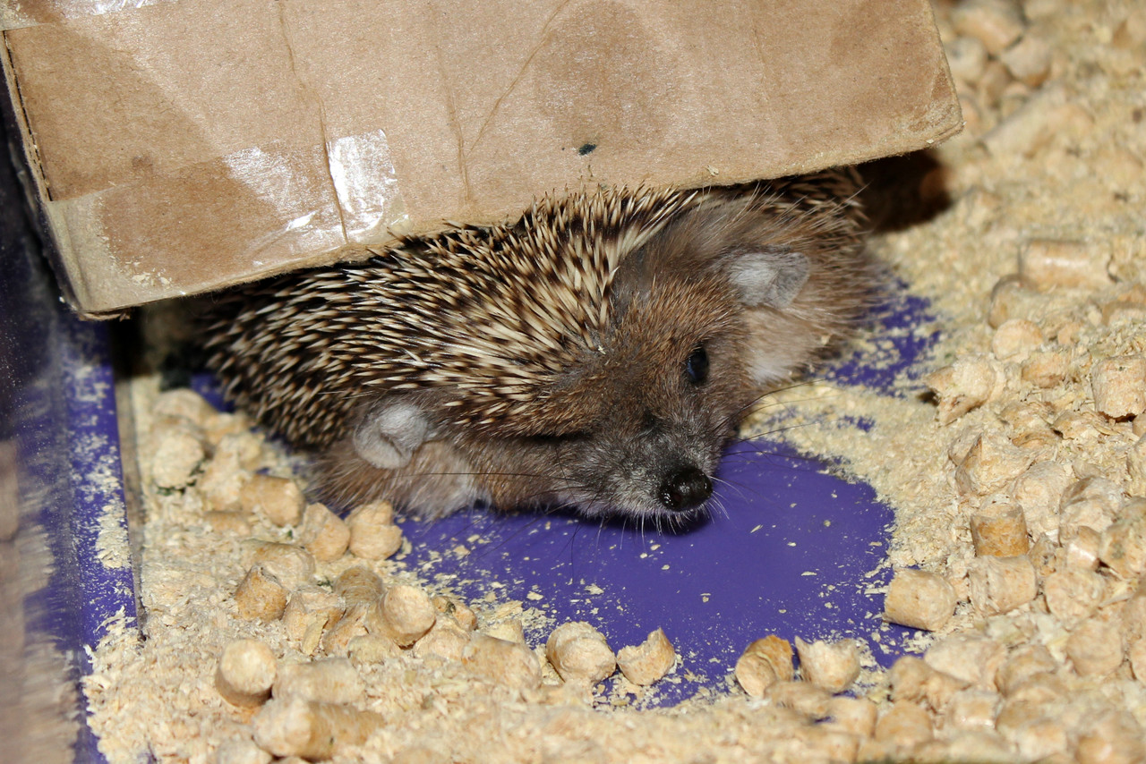 Содержание ежа в домашних условиях