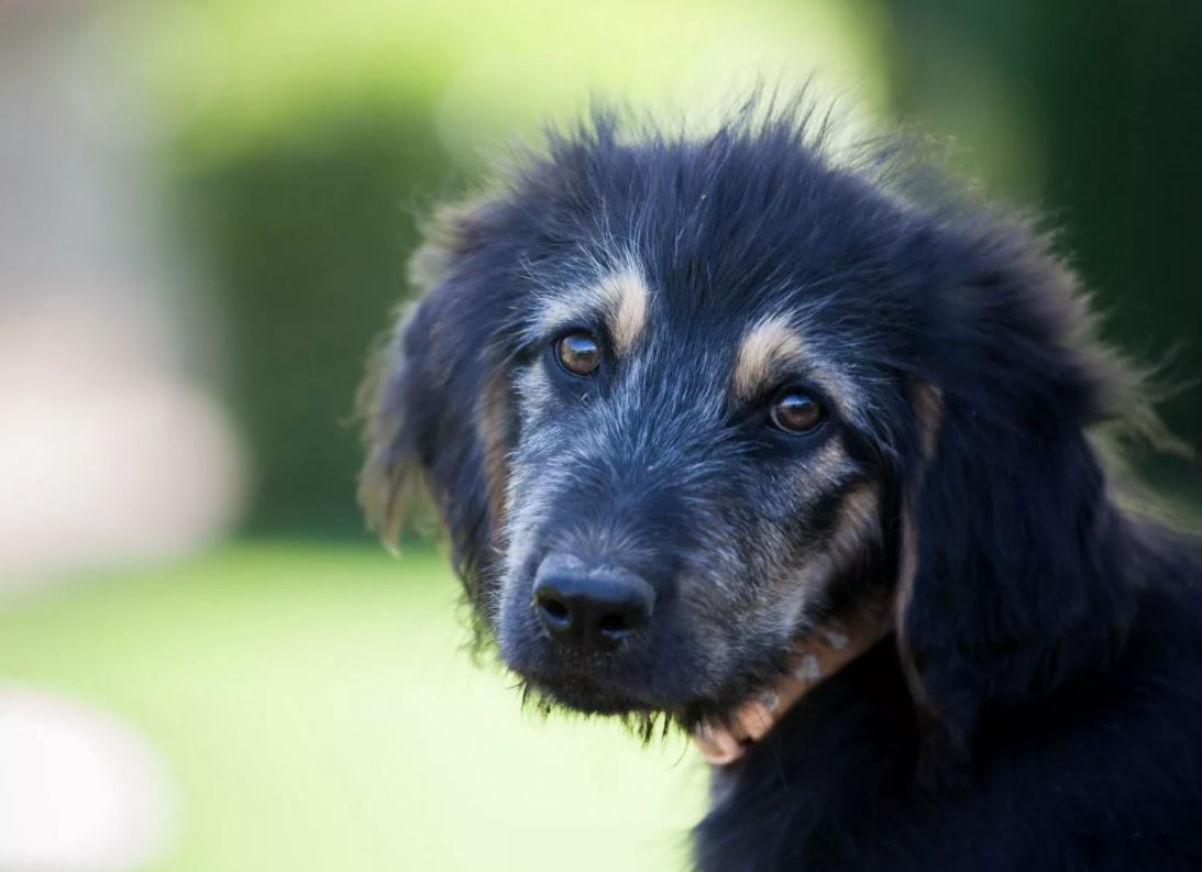 Выпадение шерсти у собаки - о чем это может говорить?