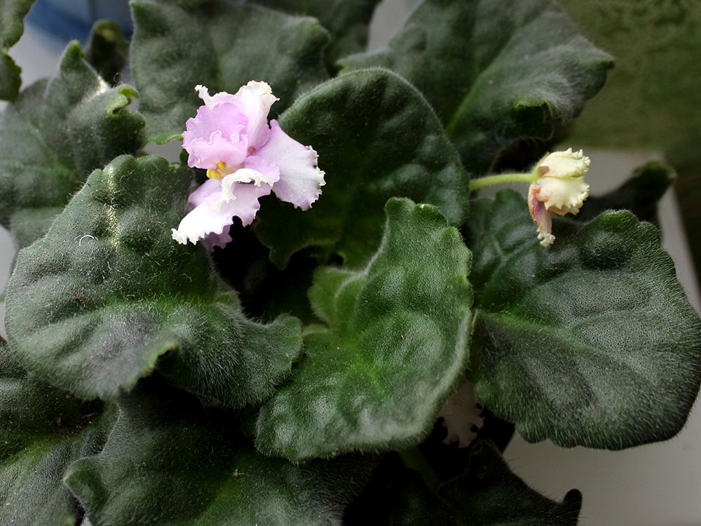 Цветущие фиалки