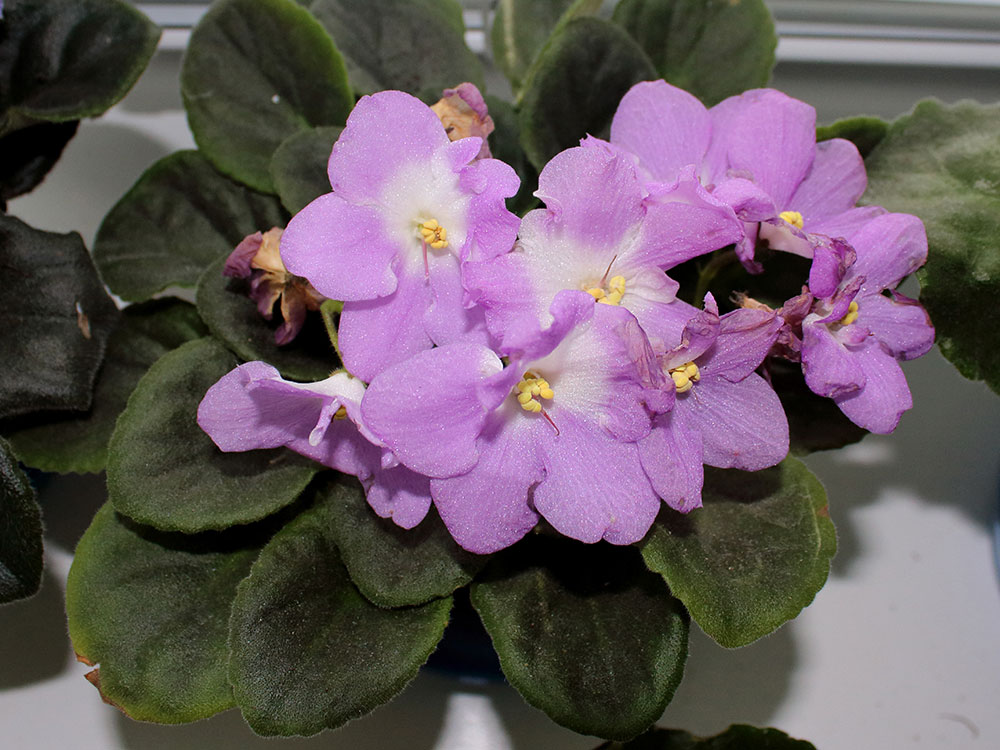 Цветущие фиалки – это легко!