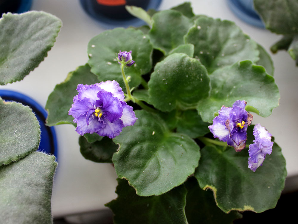 Цветущие фиалки