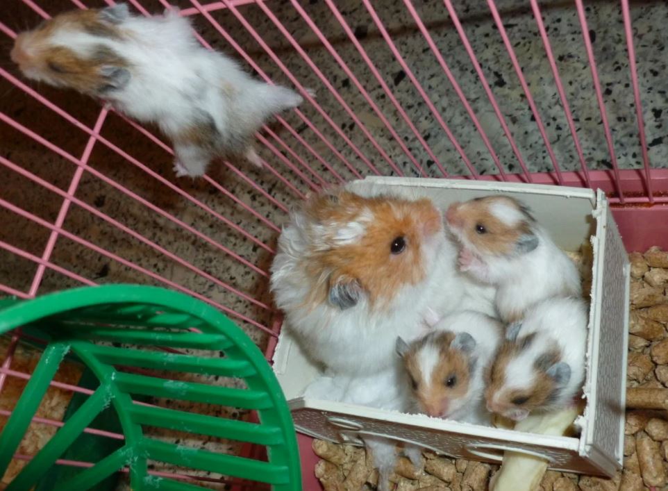 Как избавиться от запаха хомяка?