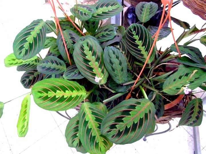 Молящаяся травка. Маранта.