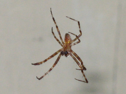 Домашний предсказатель - паук