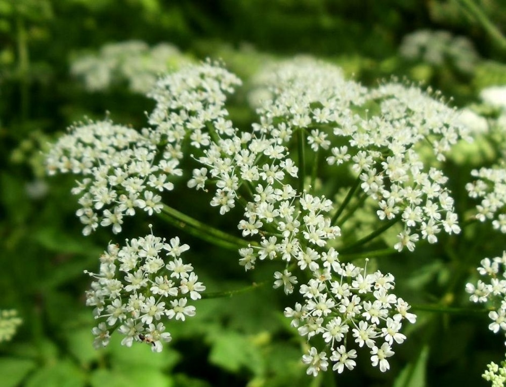 Герпес: какие травы помогут?